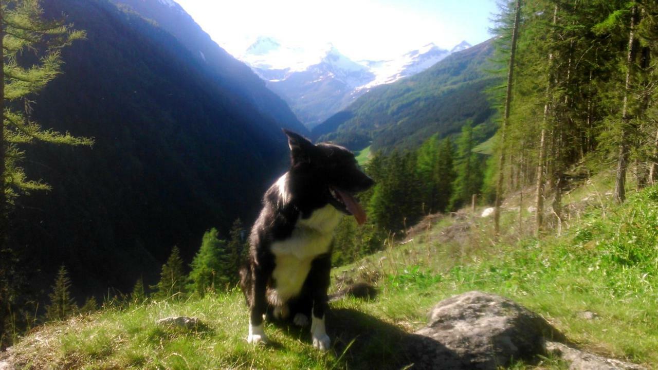 Simiterhof Daire Matrei in Osttirol Dış mekan fotoğraf