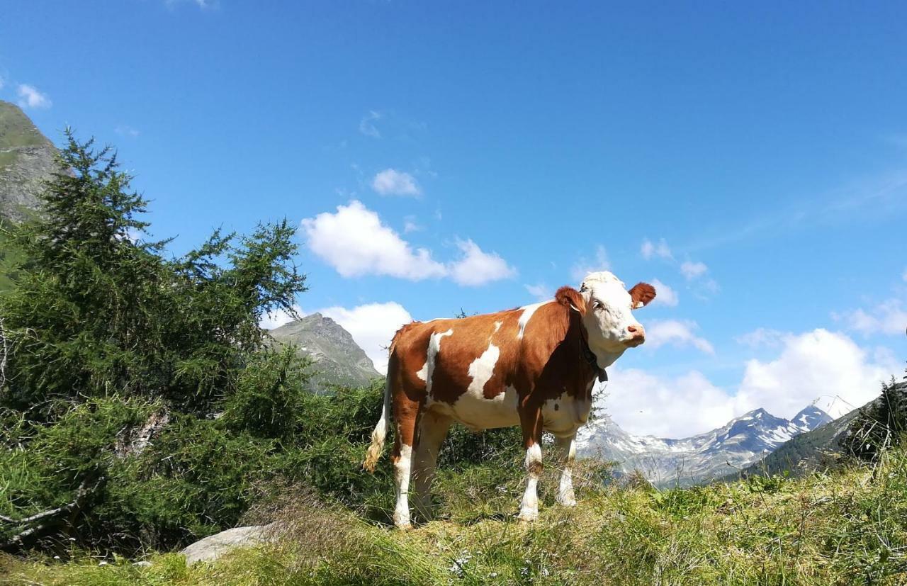 Simiterhof Daire Matrei in Osttirol Dış mekan fotoğraf